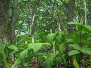 DSC03323